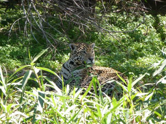 Onça macho descança ao lado de onça fêmea em barranco do Rio Cuiabá, região de Porto Jofre, no final da rodovia Transpantaneira, no Pantanal Norte, no Mato Grosso